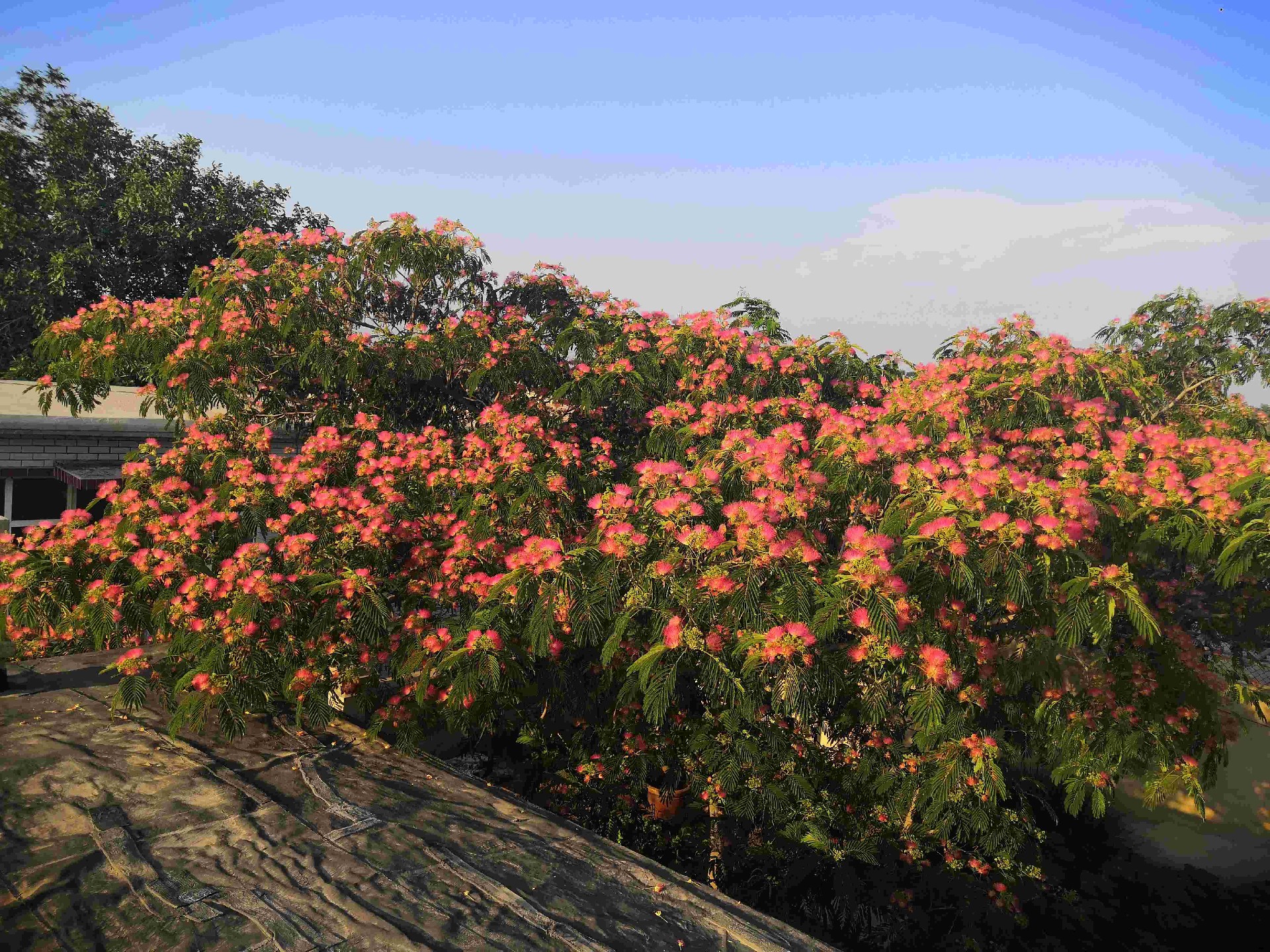 合歡開(kāi)花.jpg
